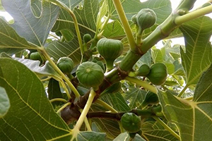 İncir de İlekleme Dönemi