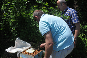 Arılarını Kek Vererek Büyütüyorlar