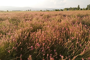 Arılara Bal Özü Sağlayan Korunga Bitkisi