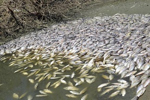 Çokal Barajı Göletinde Ölü Balıklar