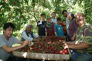 Dünyaca Ünlü Kiraz ın Hasadı Bitiyor