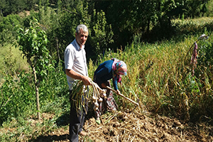 Sarımsak Hasadı Başladı