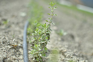 Tıbbi ve Aromatik Bitkiler Vadisi ile İspanya ya Rakip Olacaklar
