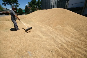 Yenişehir İlçesinde Buğday ve Arpa Alımları Başladı