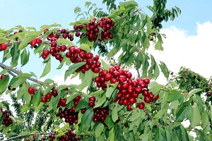 Türkiye nin En Büyük Meyve Bahçesinde Kiraz Hasadı