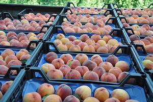 Şeftali Hasadı Çiftçilerin Yüzünü Güldürmedi