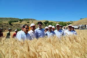 Ayyıldız Buğdayda İlk Hasat