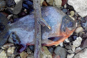 Kızılırmak ta Avlanan Balıkçıların Pirana Şaşkınlığı