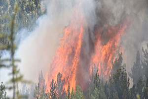Meram da Ormanlık Alanda Yangın Çıktı