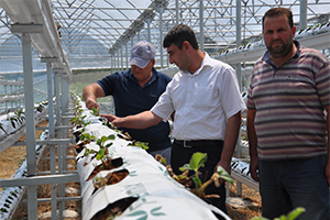 Topraksız Çilek Yetiştiriyorlar