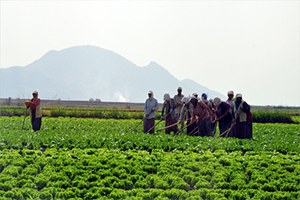 Tarım İstihdamı Nisan da Mart a Göre 235 Bin Arttı