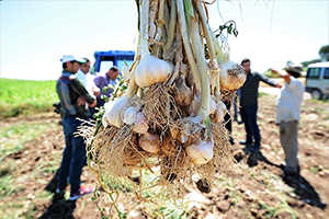 Taşköprü Sarımsağına Rakip