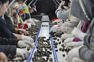 Hasadı Yapılan Kirazlar Avrupa ya Göderiliyor