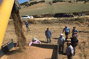 Nohut Hasadında Bir İlk