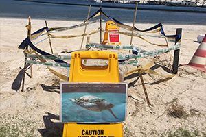 Caretta Caretta Yumurtaları Koruma Altına Alındı