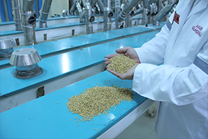 Türkiye Buğday Üretiminde Dünyada Dördüncü Büyük Ülke