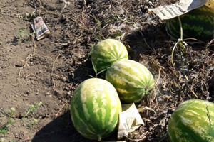 Aşırı Sıcaktan Dolayı Karpuzlar Tarlada Kaldı