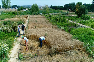 Küçük Ölçekli Kent Bostanları nda Hasat