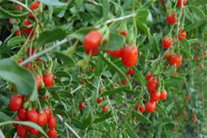 Makalesinden Etkilendi Temmuz İsimli Organik Goji Berry Yetiştiriyor
