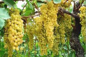 Yaş Üzüm Rusya ya İhraç Edilecek