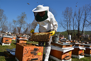 Arıcılık Destekleri Başvurusu Başladı