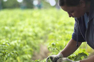 Hipp Organik Tarım Felsefemiz Haline Geldi