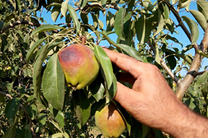 Deveci Armudunu Güneş Vurdu Çiftçi Erteleme Bekliyor