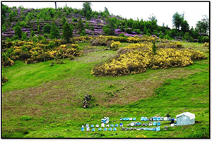 6 Bal Ormanı Kuruluyor