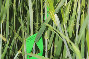 Faydalı Böcekler İş Başında