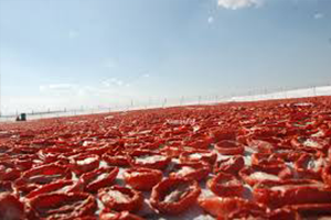 Kurutmalık Domatesler İhracata Açılıyor