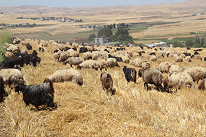 Üniversite de Çobanlık Bölümü Açılacak