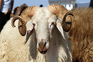 Kırmızı Et Fiyatları Düşüş Eğiliminde