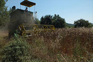 Karabuğday da Hasat Zamanı