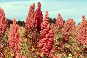 Astronot Yiyeceğini Artık GAP ta Yetiştiriyor