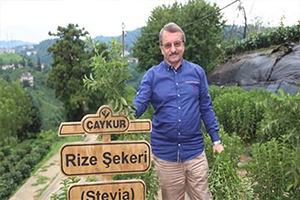 Rize Şekeri Stevia nın İlk Hasadı Yapıldı