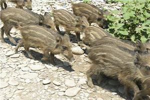 Çiftçilerin Bu Sefer de Yaban Domuzları İle Başı Dertte