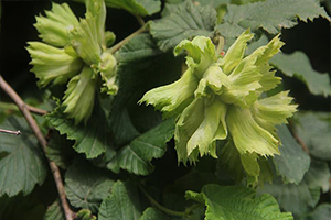 Örnek Bahçe den Yüksek Verim Alındı