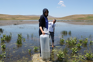 67 Bin Yavru Sazan Göletler İle Buluştu