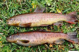 Nesli Tükenmekte Olan Balık Türü Korumaya Alınacak