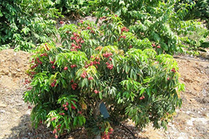Türkiye de İlk Kez Yetiştirilen Tropik Meyvelerden Olumlu Sonuç