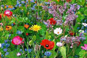 Tıbbi ve Aromatik Bitkiler Çiftçilerin Yeni Umudu Oldu