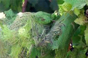 Amerikan Beyaz Kelebeğine Karşı Biyolojik Müadele