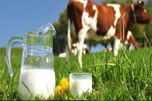 Süte Yapılan Zam Üreticiyi  Memnun Etmedi