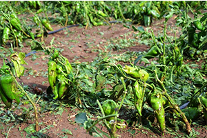 Dolu ve Şiddetli Yağmur Nedeni İle Tarım Arazileri Büyük Zarar Gördü