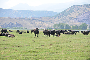 Hacılar da 525 Adet Anadolu Mandası