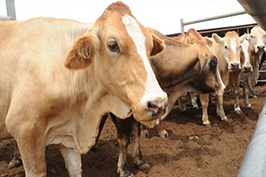 Sıfır Gümrükle 975 Bin Hayvan Alınacak