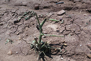 Tarım Arazileri Büyük Zarar Gördü