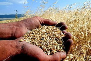 Hububatta Çiftçi Tüccar Sanayici Zinciri Koptu