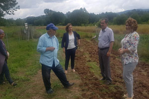 Safran Bitkisi Üretimi