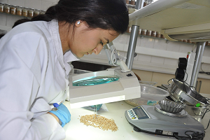 Hububatın Kalitesi Laboratuvarda Analiz Ediliyor
